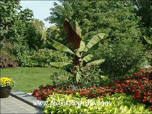 The Blood Bananas were growing in pots and placed in the garden.